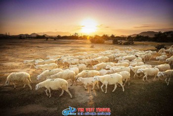 Đồng Cừu Nổi Tiếng Tại Ninh Thuận: Check-in "Vùng Đất Cừu" Cực Chill