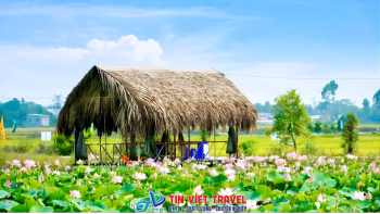 Đồng Sen Tháp Mười