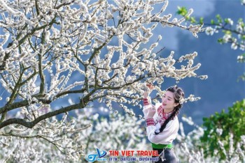 Mộc Châu Mùa Nào Đẹp? Kinh Nghiệm Săn Hoa Mơ, Hoa Mận, Hoa Cải Và Dã Quỳ