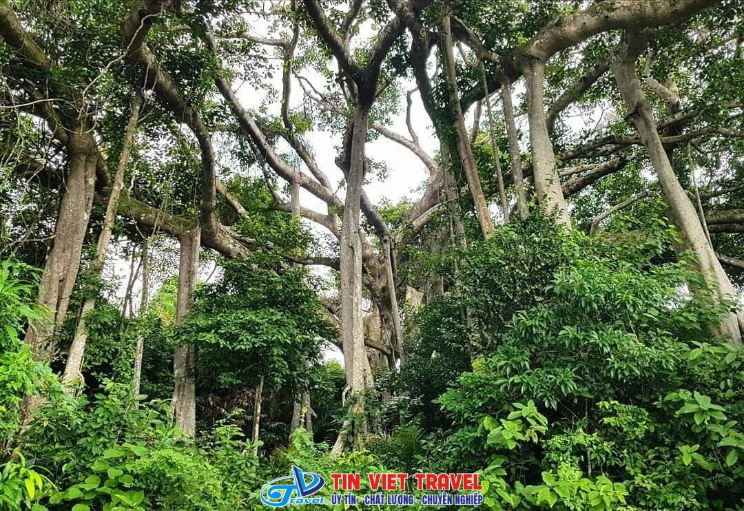 cay da ngan nam son tra