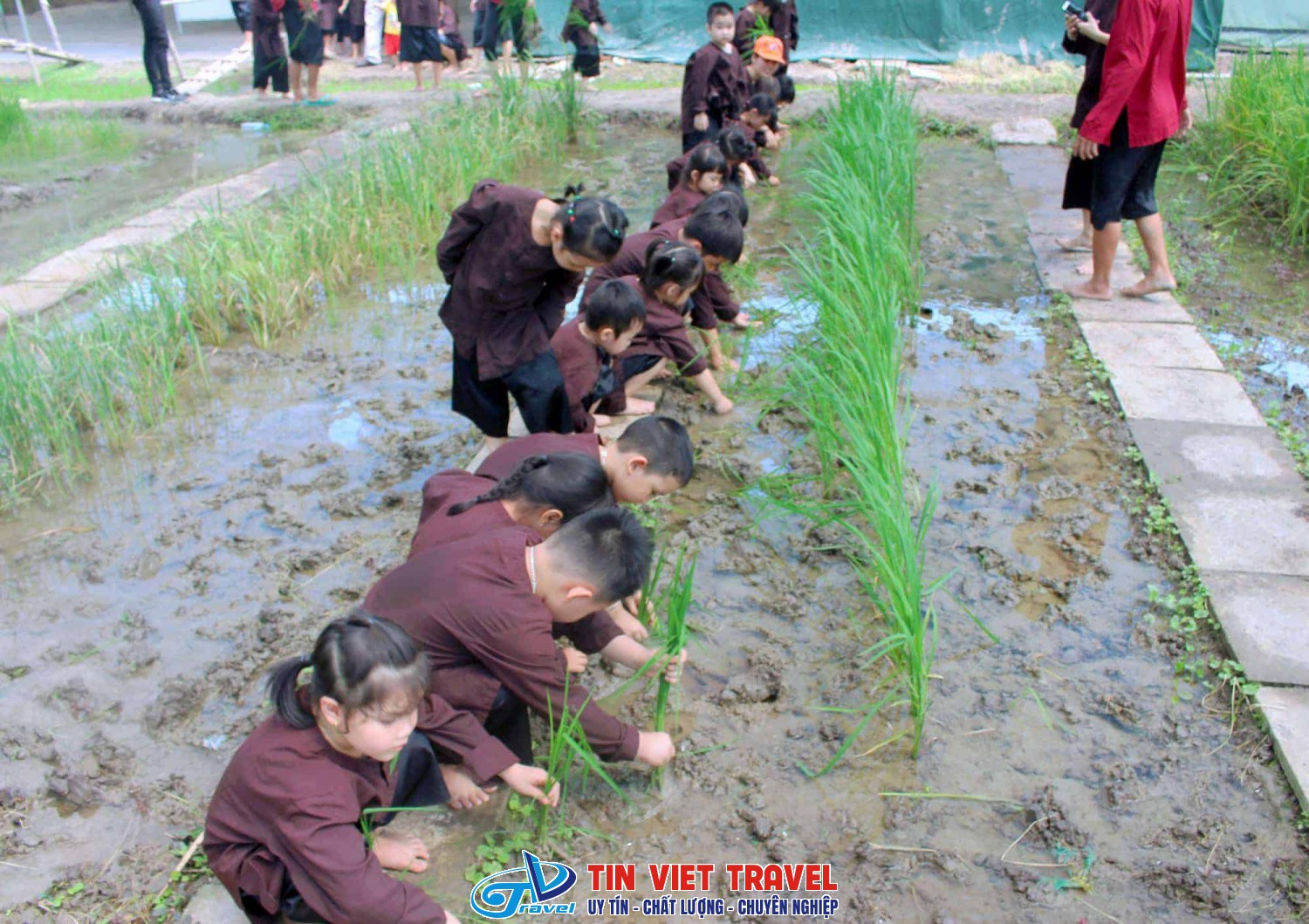trong lua happy farm