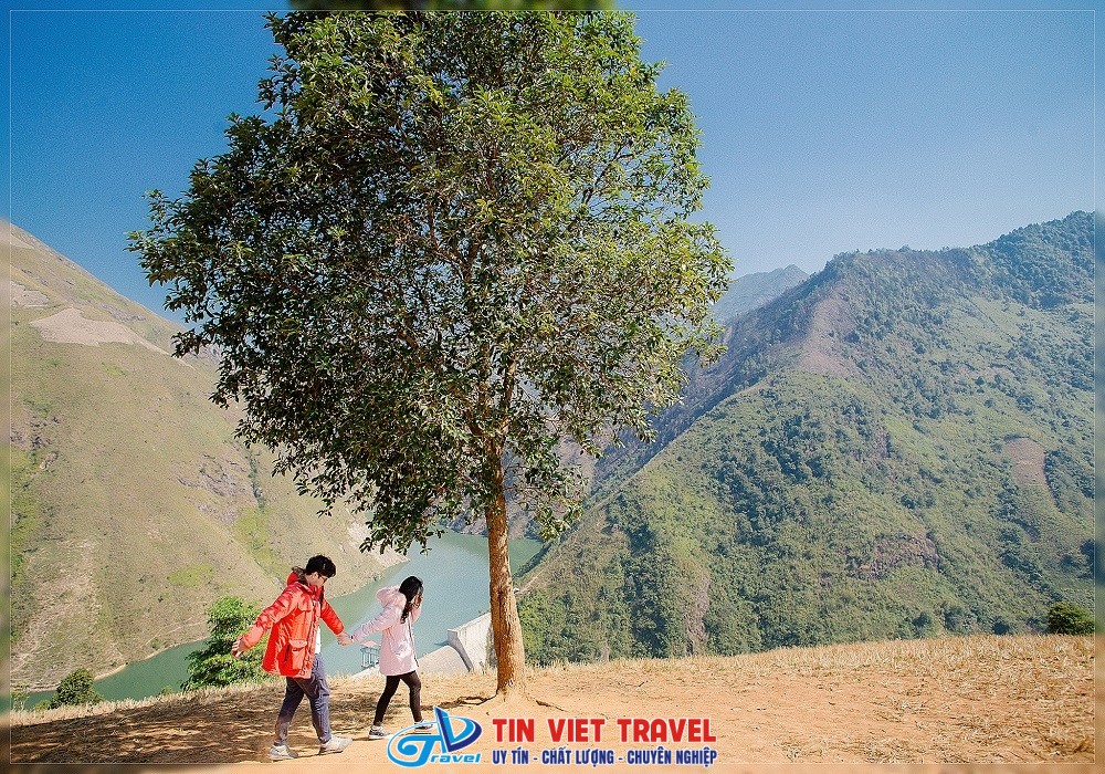 Cây táo mèo cô đơn