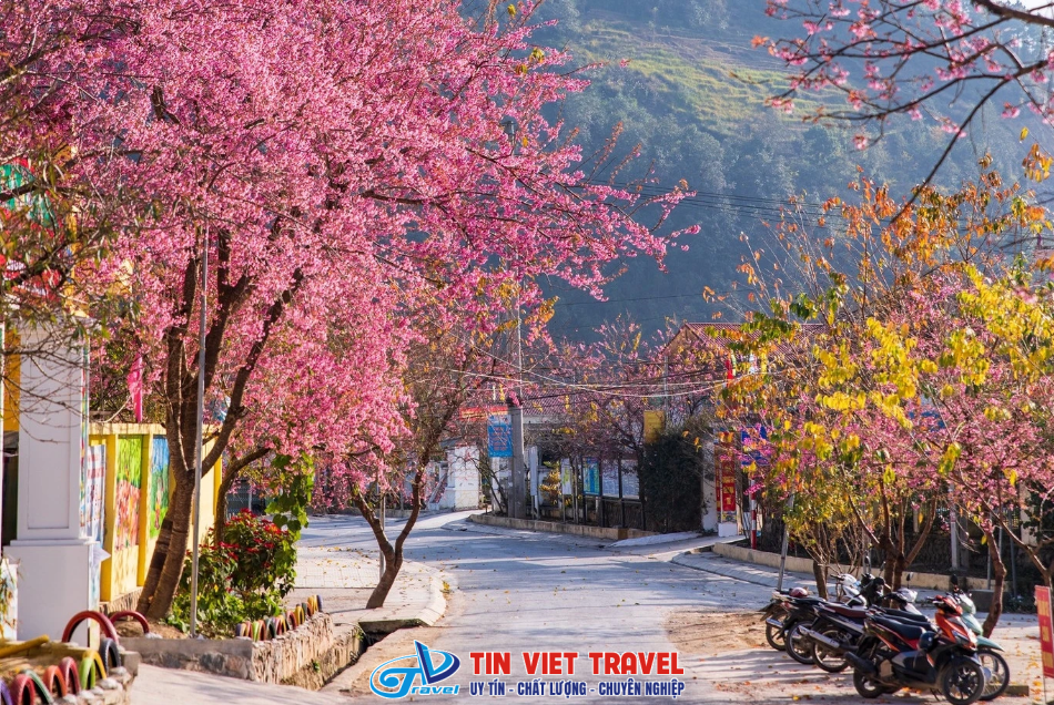 Mùa hoa đào Hà Giang