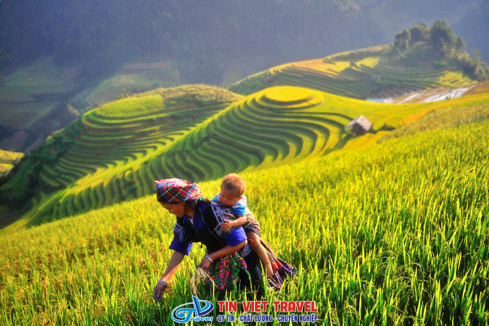 tây bắc mùa lúa chín