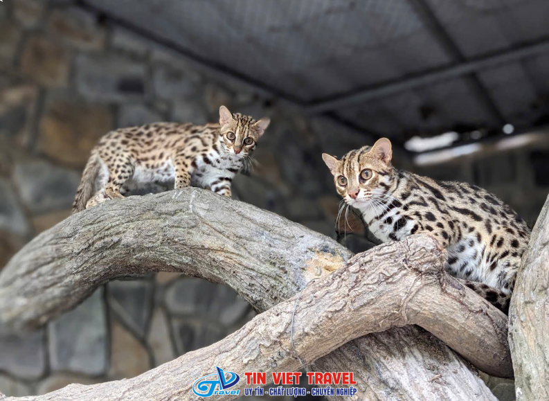 động vật quý hiếm tại Thảo Cầm Viên