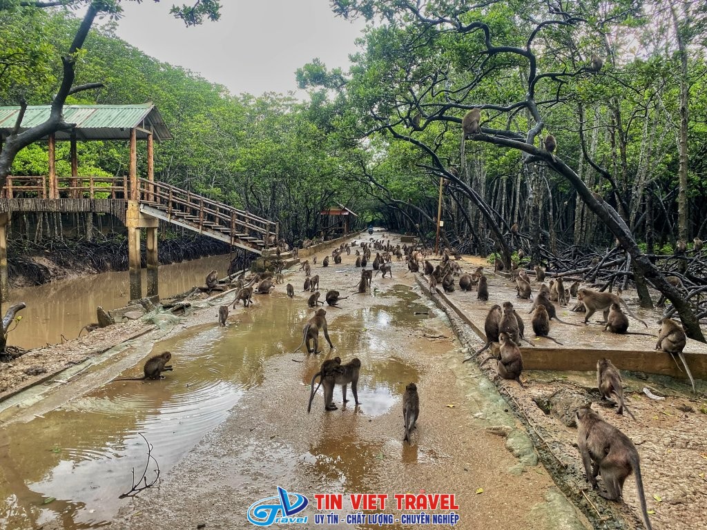 Rừng Sác Đảo Khỉ Cần Giờ