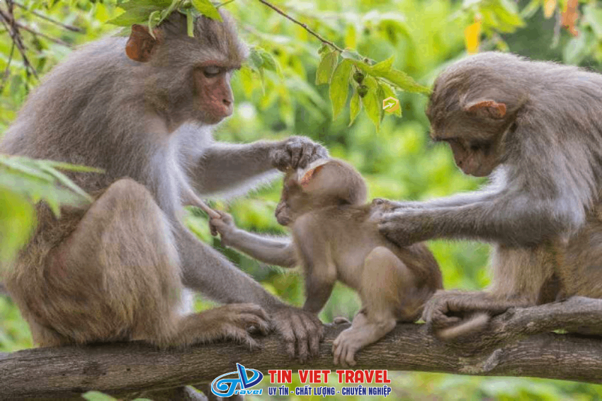 tham quan Đảo Khỉ Cần Giờ