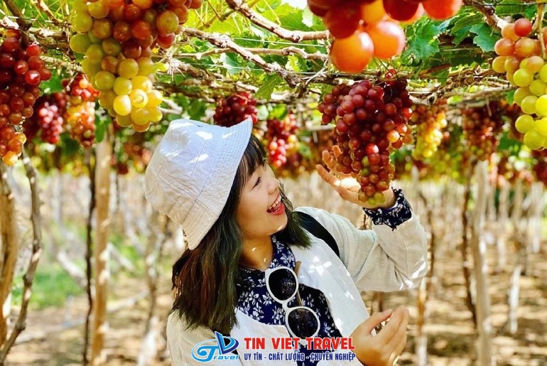 vuon nho ninh thuan