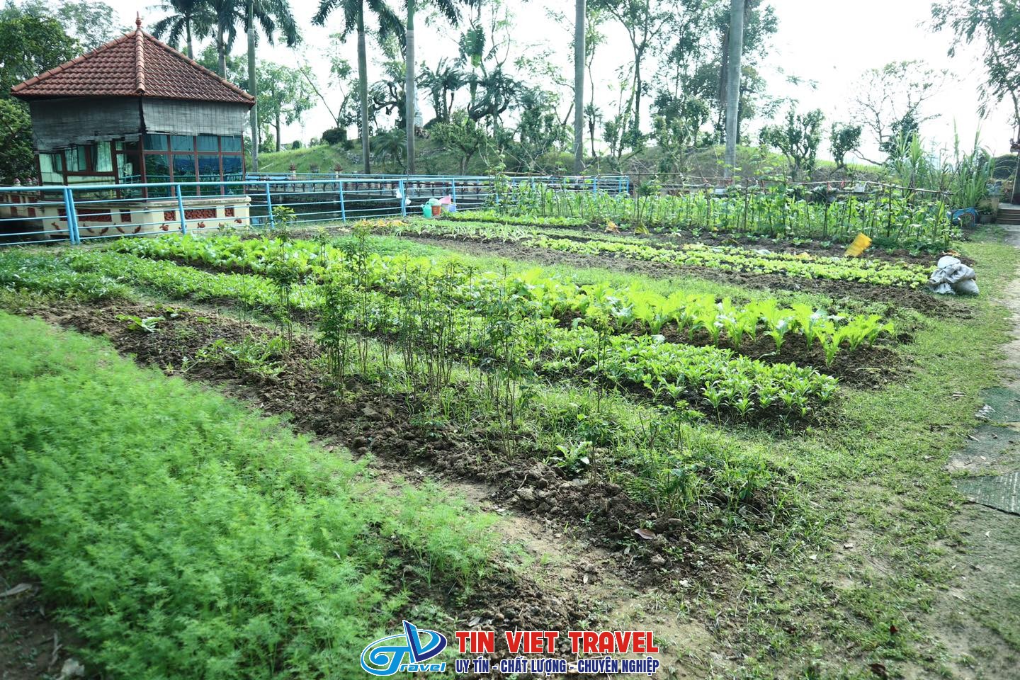 Cánh Buồm Xanh 17