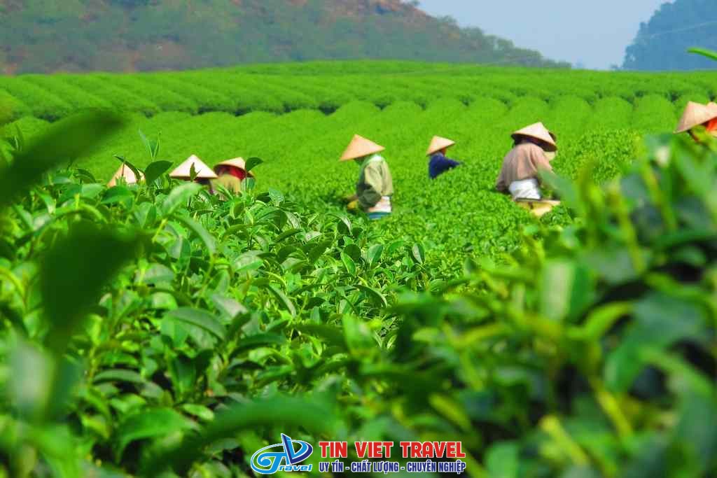 Doi che Tan Cuong Thai Nguyen